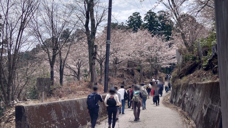 金峯神社の参道に咲く桜