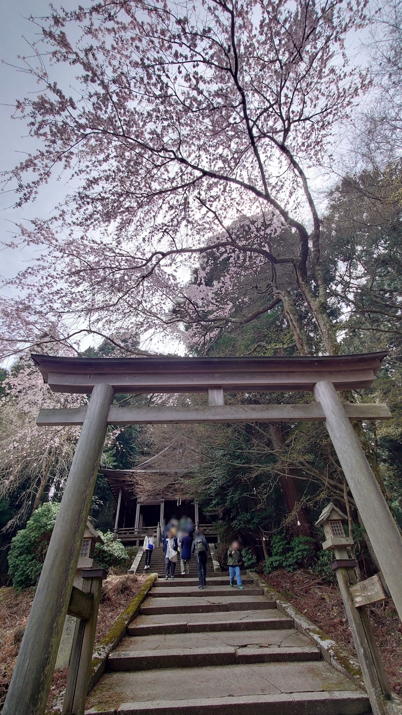 金峯神社の鳥居と桜
