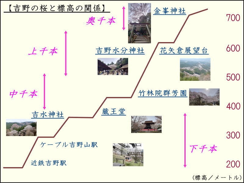 吉野の桜と標高のおおよその関係