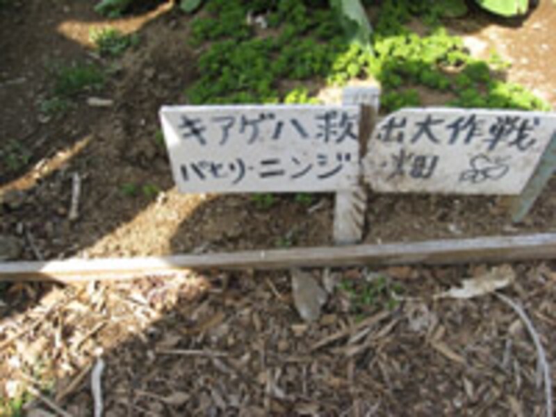 ニンジン・パセリ畑