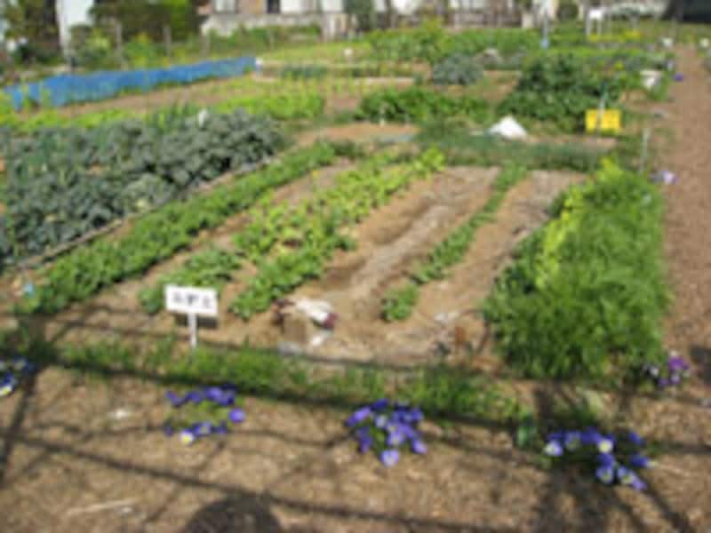 エコプチテラス