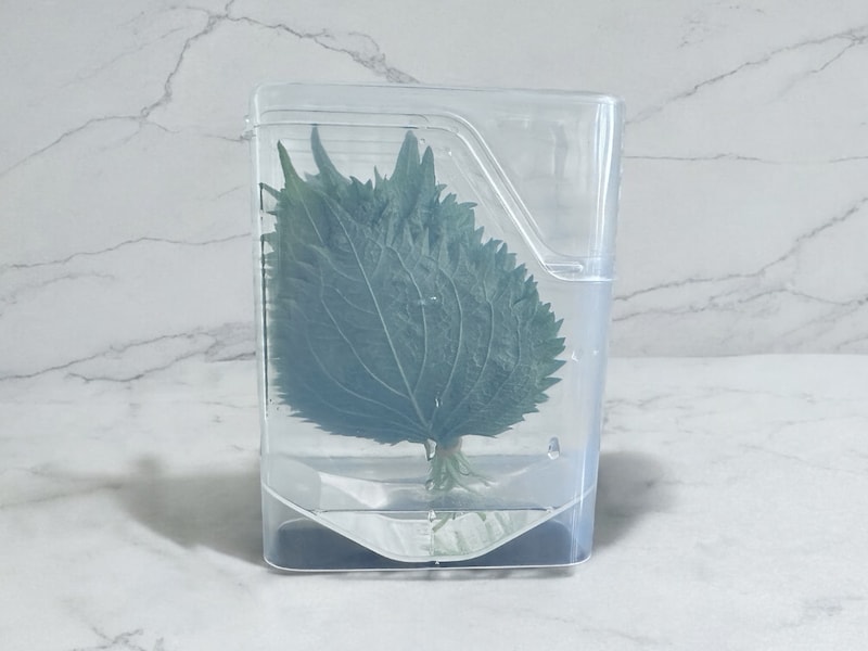 「大葉うるおい長持ち」