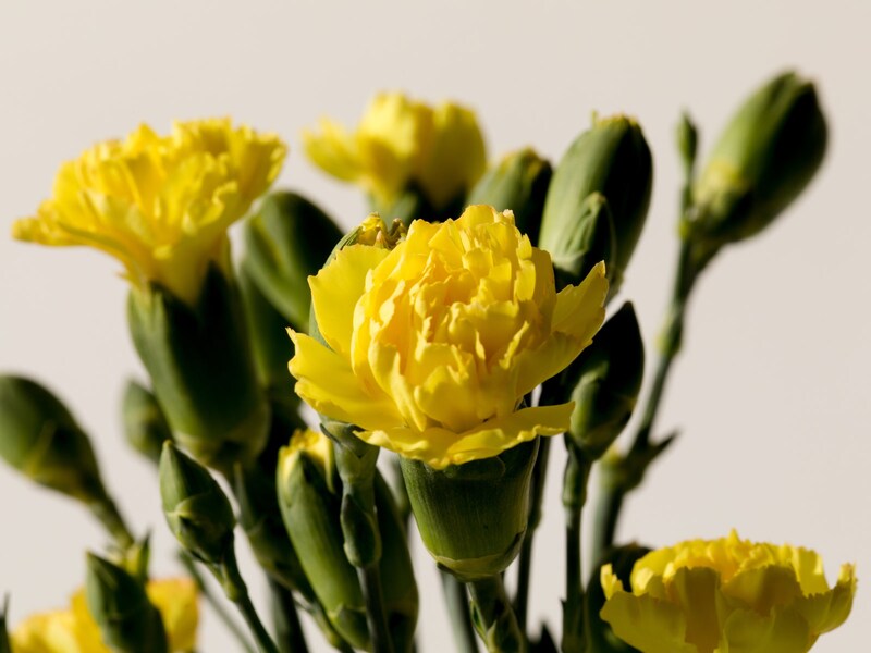 黄色のカーネーション。花言葉は「軽蔑」「嫉妬」