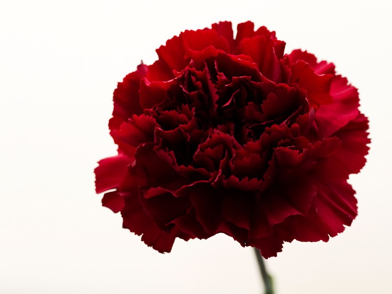 濃い赤色のカーネーション