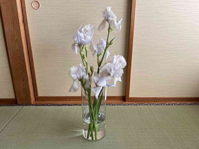 ダイソーの「割れにくい花瓶」で、安心して季節の花を楽しもう