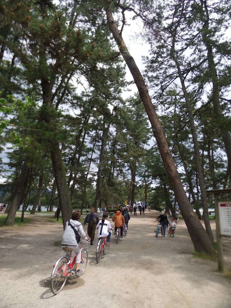天橋立(2)/松林