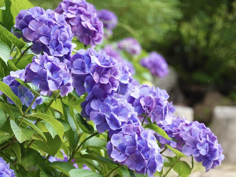 6月～7月に見頃を迎える紫陽花　※画像：polkadot／PIXTA（ピクスタ）