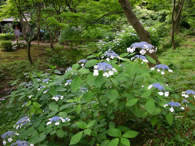 三溪園ではガクアジサイが多く見られる(提供画像)