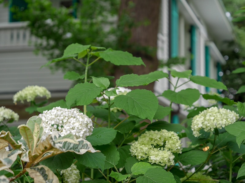山手西洋館の庭園ではさまざまな品種のアジサイが楽しめる。画像はエリスマン邸前(筆者撮影)