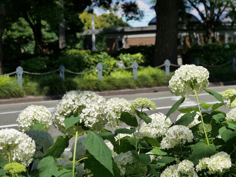 山下公園通りに咲く真っ白なアナベル(筆者撮影)