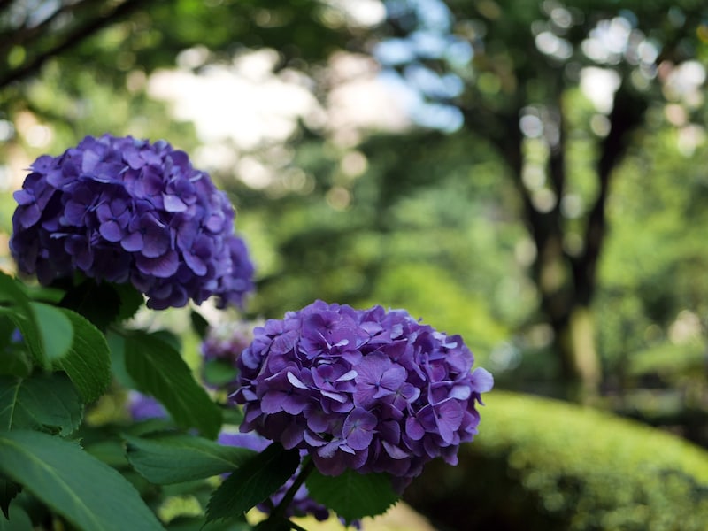 横浜公園にある日本庭園「彼我(ひが)庭園」では多くのアジサイが見られる(筆者撮影)