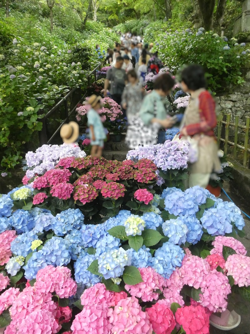 長谷寺・嵐の坂のあじさい（1）