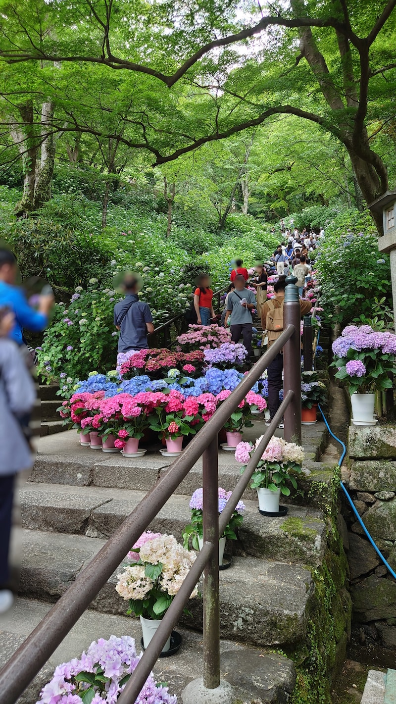 長谷寺・嵐の坂のあじさい（2）
