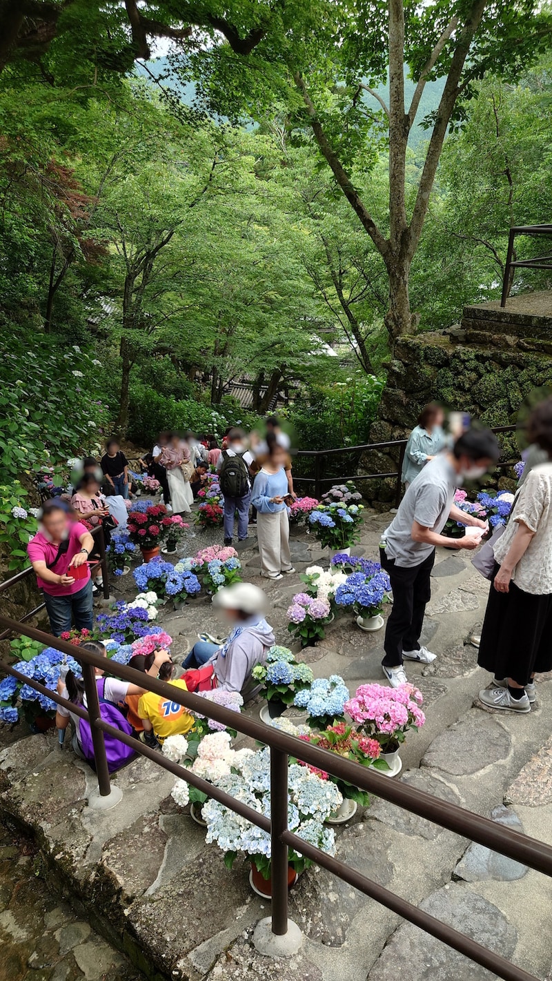 長谷寺・嵐の坂のあじさい（3）