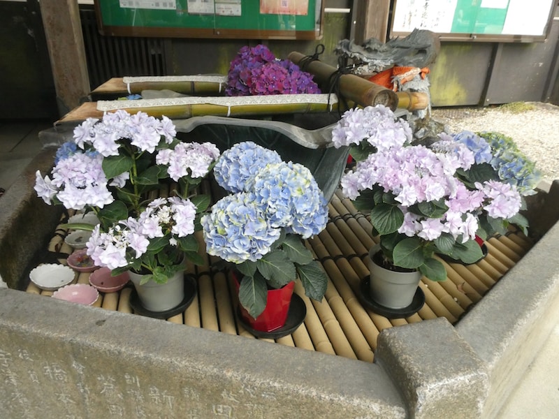 長谷寺・本堂の花手水を飾るあじさい
