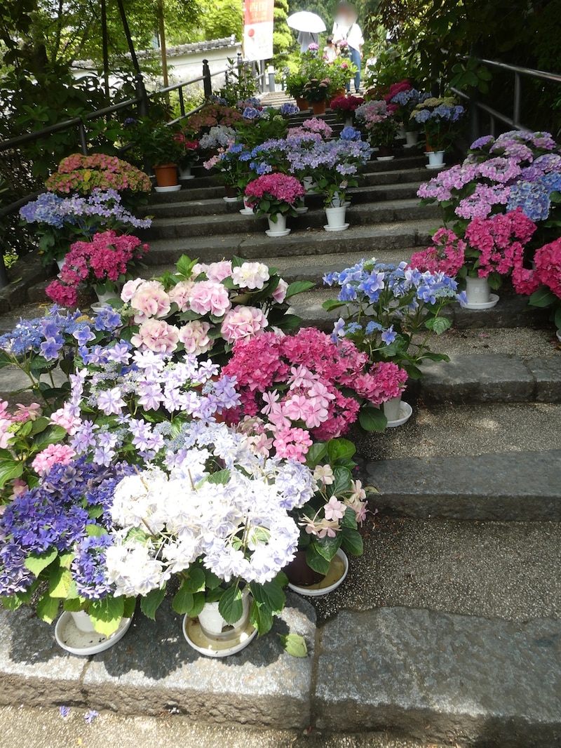 岡寺のあじさい（1）