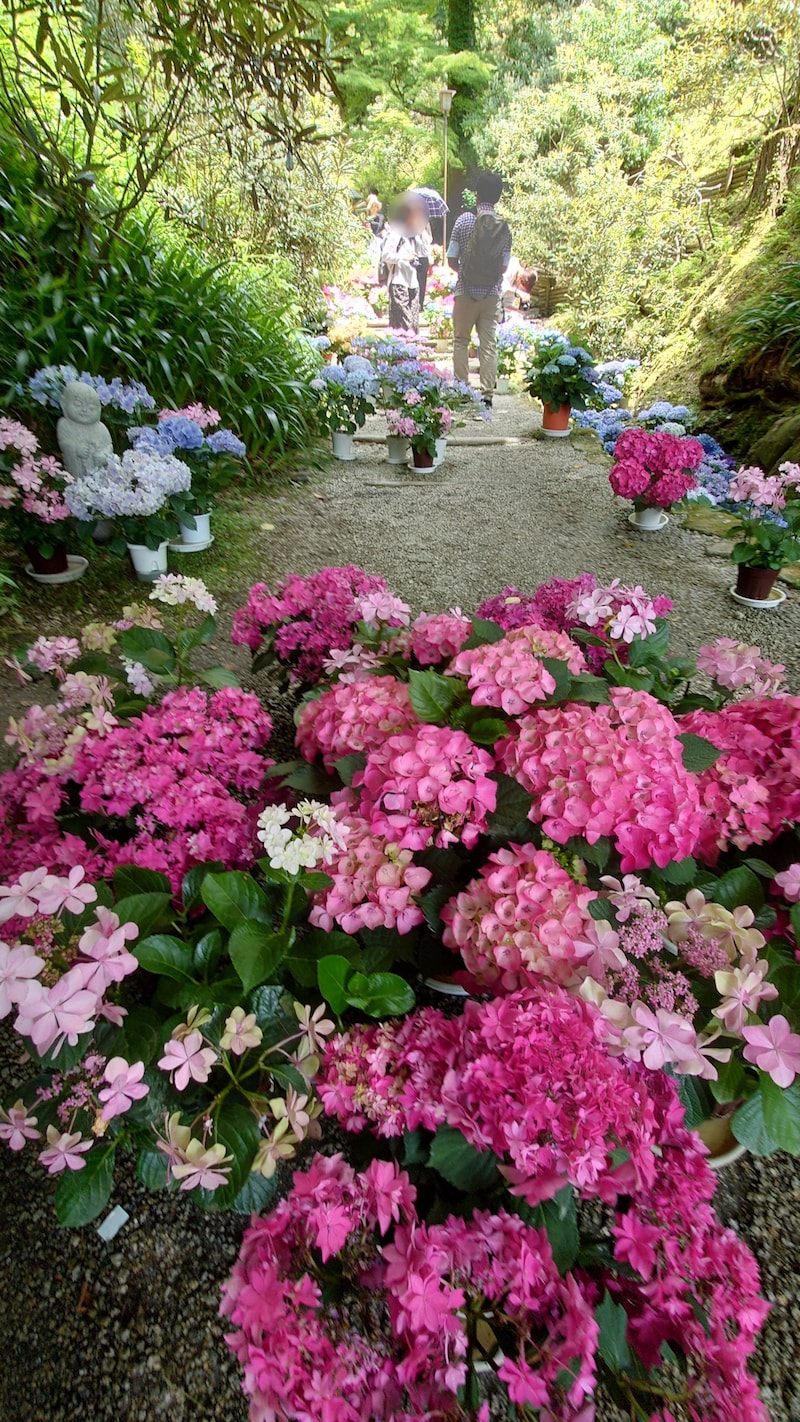 岡寺のあじさい（2）