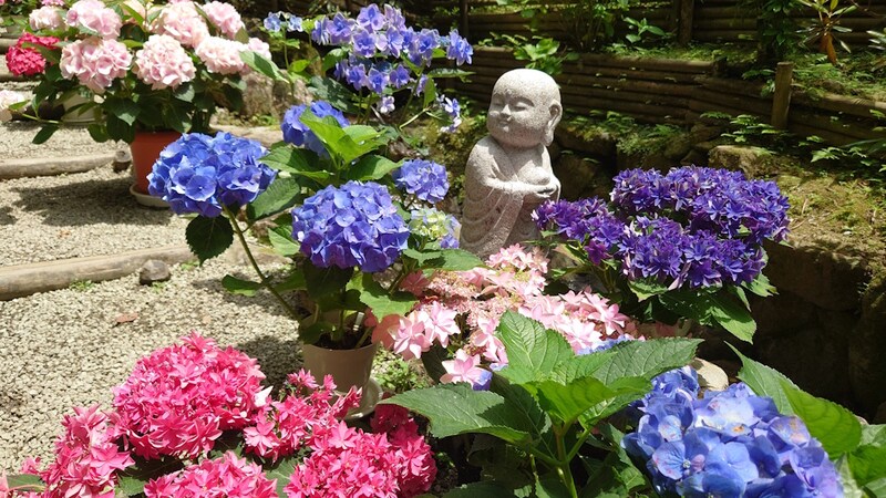 岡寺のあじさい（3）