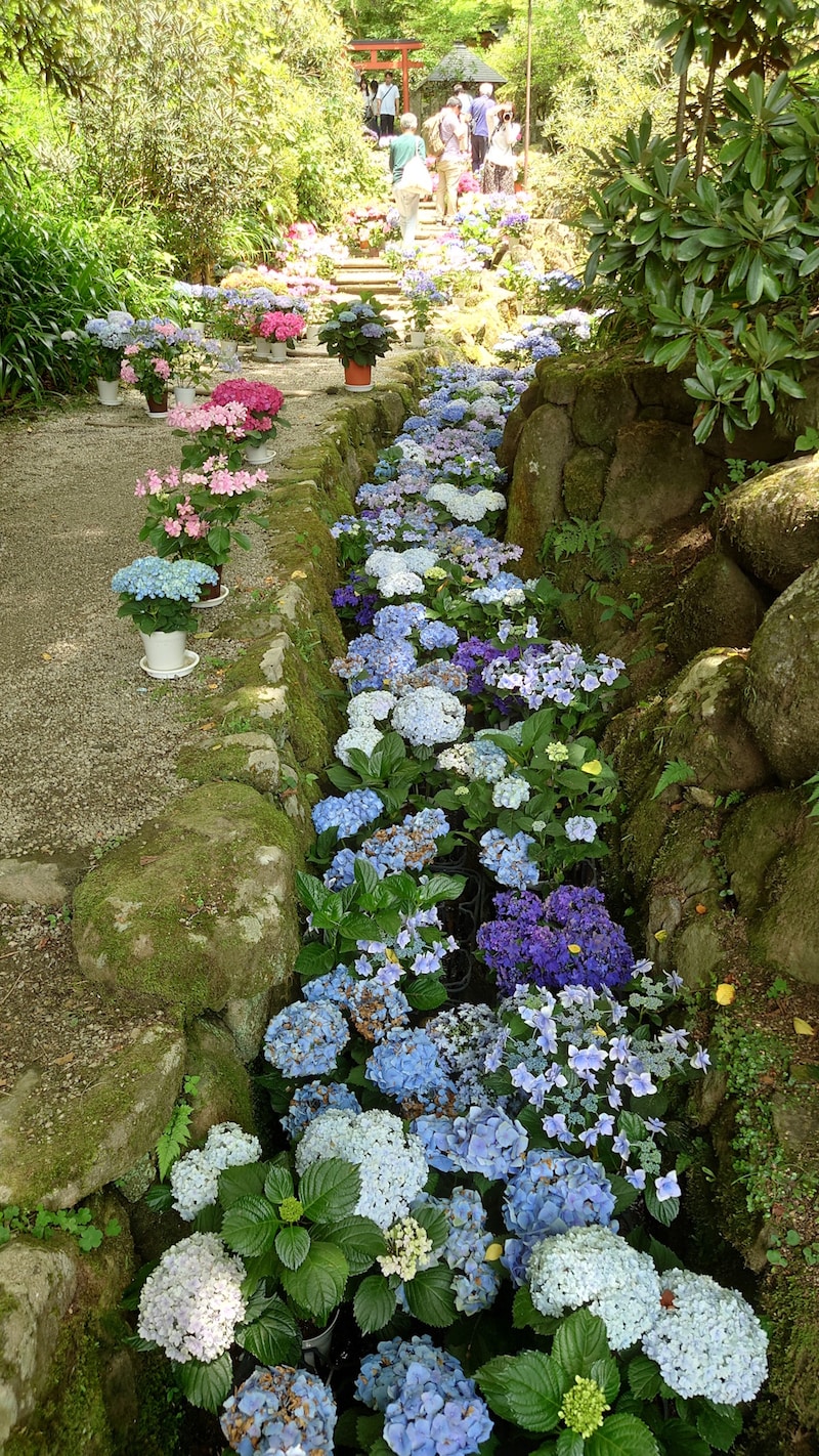 岡寺のあじさい（4）