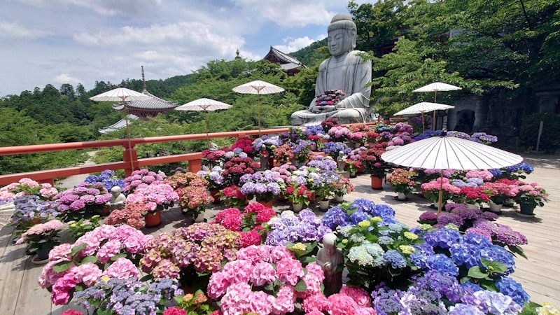 壺阪寺のあじさい（1）