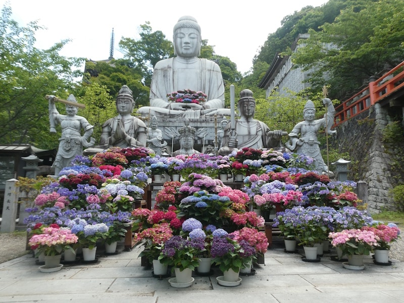 壺阪寺のあじさい（2）