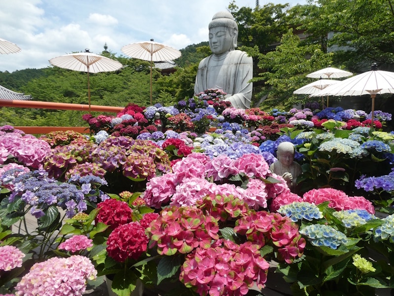 壺阪寺のあじさい（4）