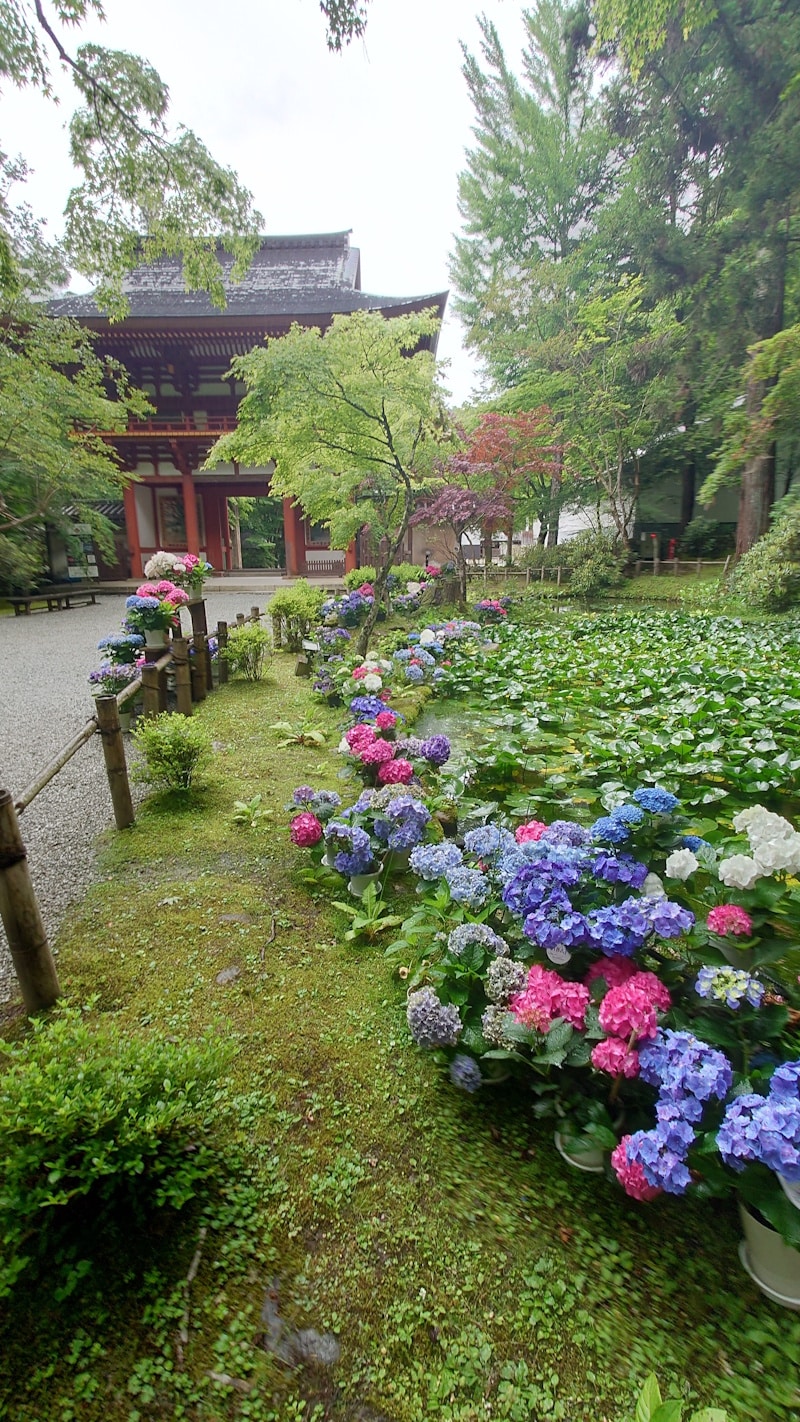室生寺のあじさい（1）