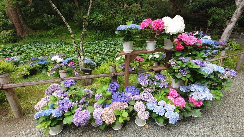 室生寺のあじさい（2）