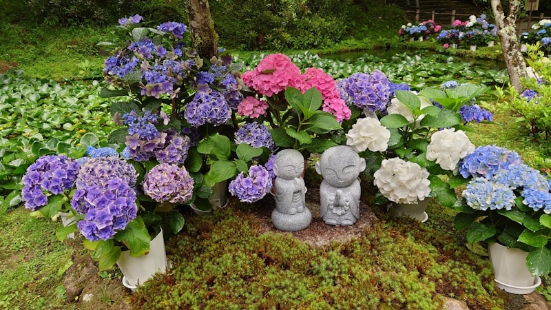 室生寺のあじさい（3）