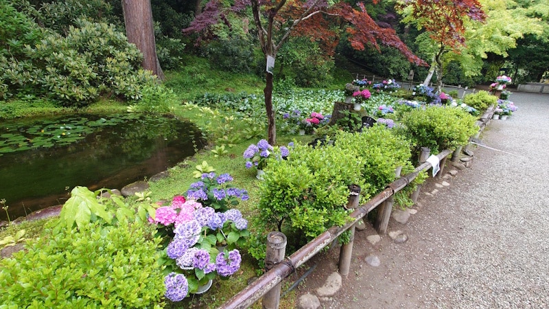 室生寺のあじさい（5）