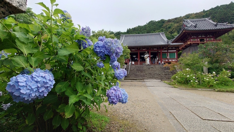 矢田寺のあじさい（1）