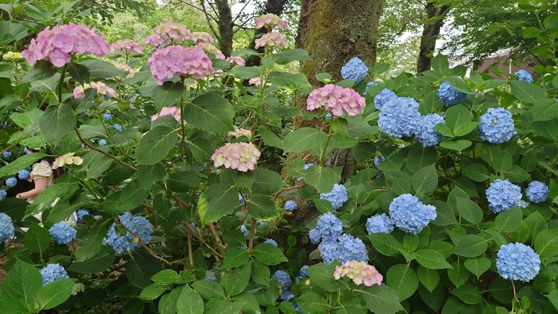 矢田寺のあじさい（3）