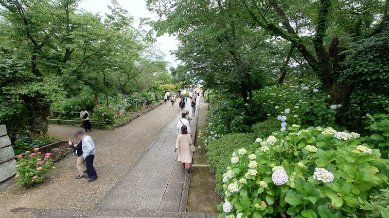 矢田寺のあじさい（4）