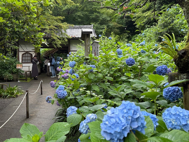 「鎌倉のアジサイ寺」こと明月院門前のアジサイ