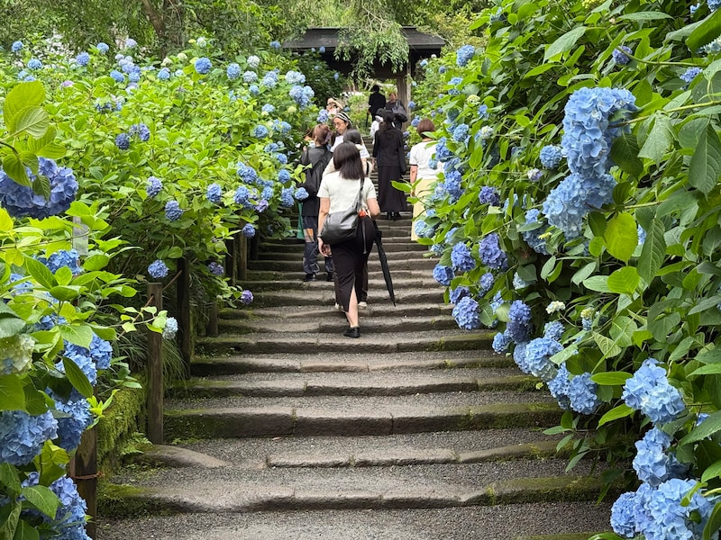 明月院の本堂への参道のアジサイ
