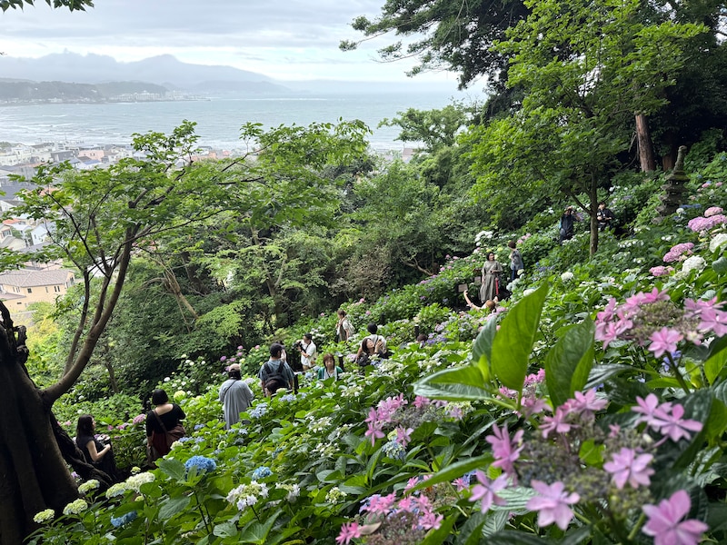 長谷寺の「アジサイ路」。山の斜面に咲くアジサイ
