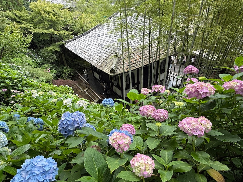 長谷寺のアジサイは色とりどり
