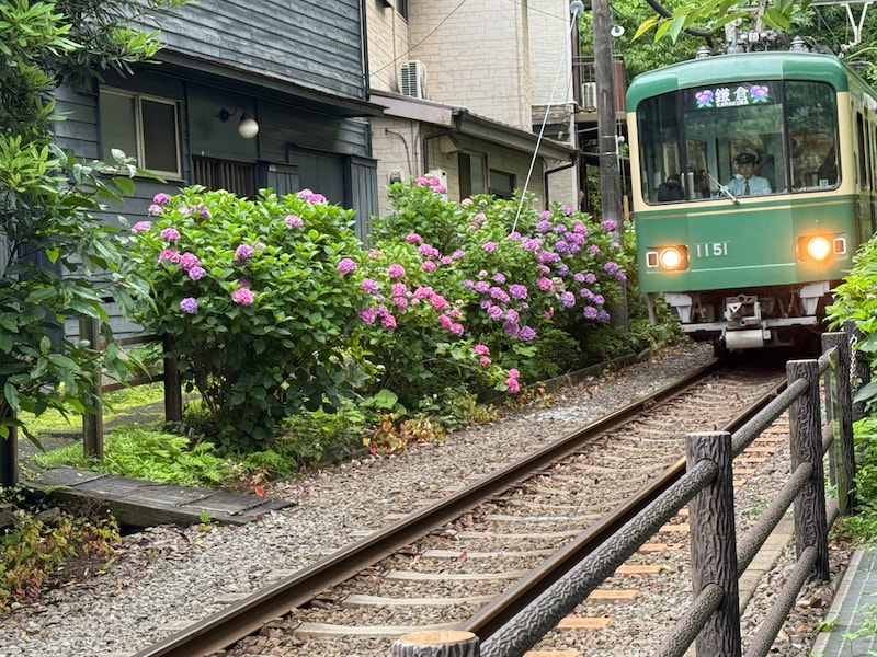 権五郎神社前。江ノ電とアジサイ
