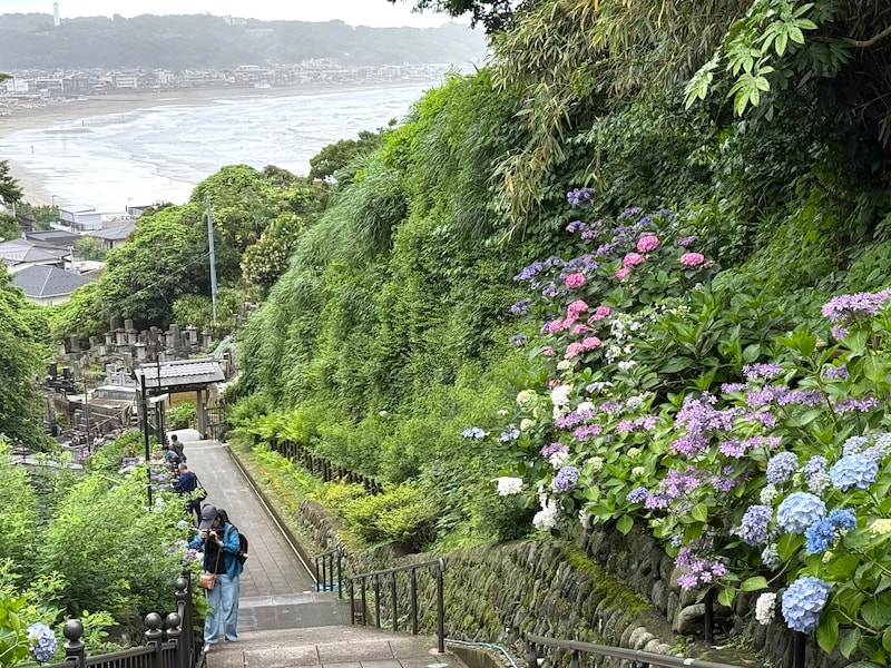 参道を上りきるとアジサイと弧を描く由比ヶ浜の絶景が広がる！