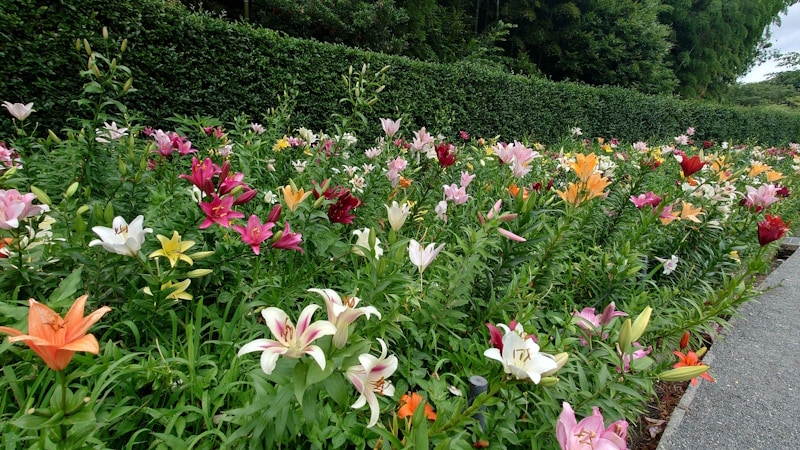 可睡ゆりの園(3)/通路の脇に咲くカラフルなゆりの花たち