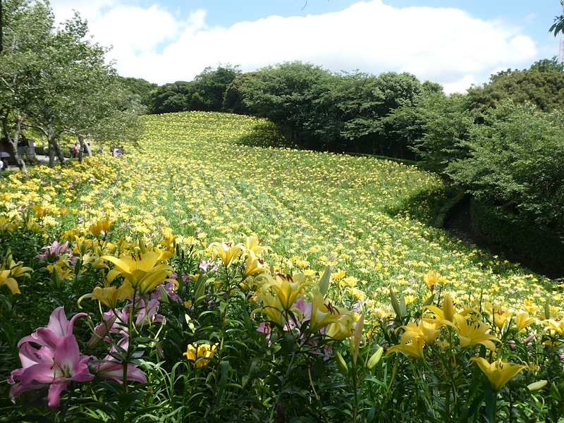 可睡ゆりの園(4)/黄色のすかしゆりの花畑