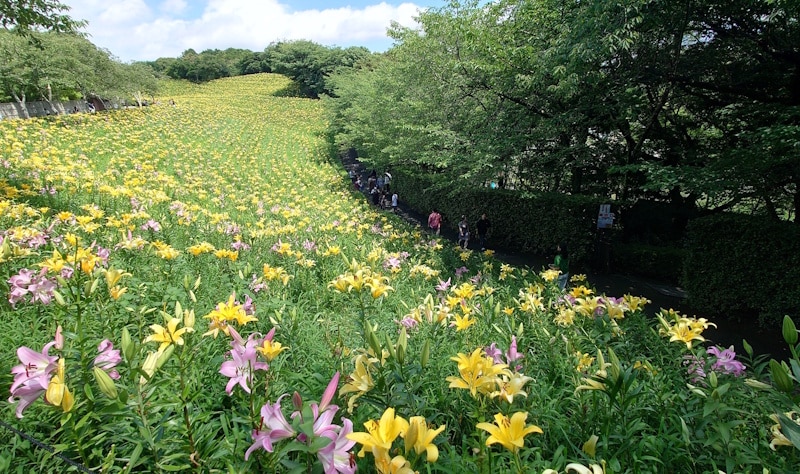 可睡ゆりの園(5)/黄色のすかしゆりの花畑+ハイブリッド