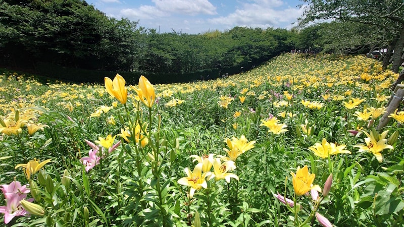 可睡ゆりの園(7)/黄色のすかしゆりの花畑