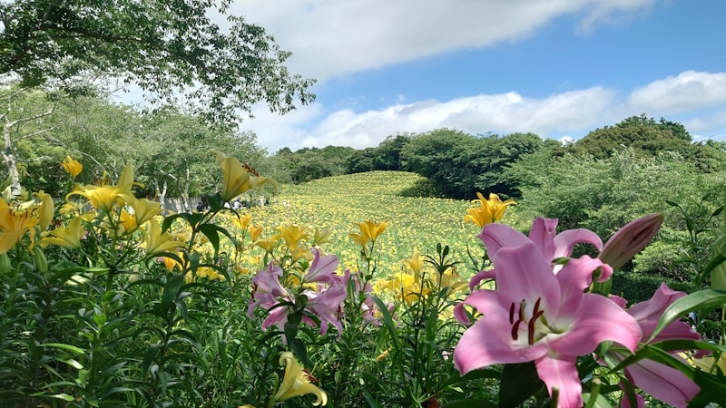 可睡ゆりの園（1）／一面に広がるゆりの花畑