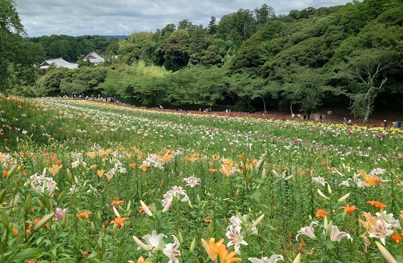 可睡ゆりの園(10)/五色のゆりの花畑