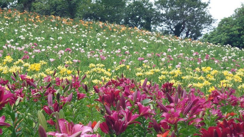 可睡ゆりの園(12)/カラフルな五色のゆりの花々