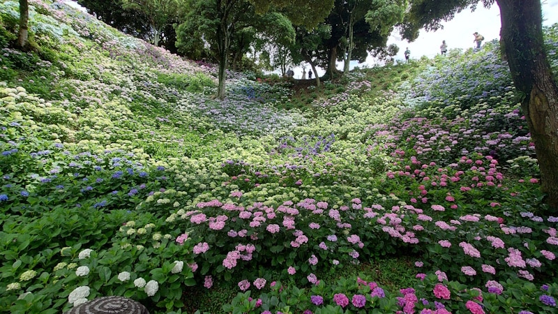 可睡ゆりの園(14)/あじさいの花の壁