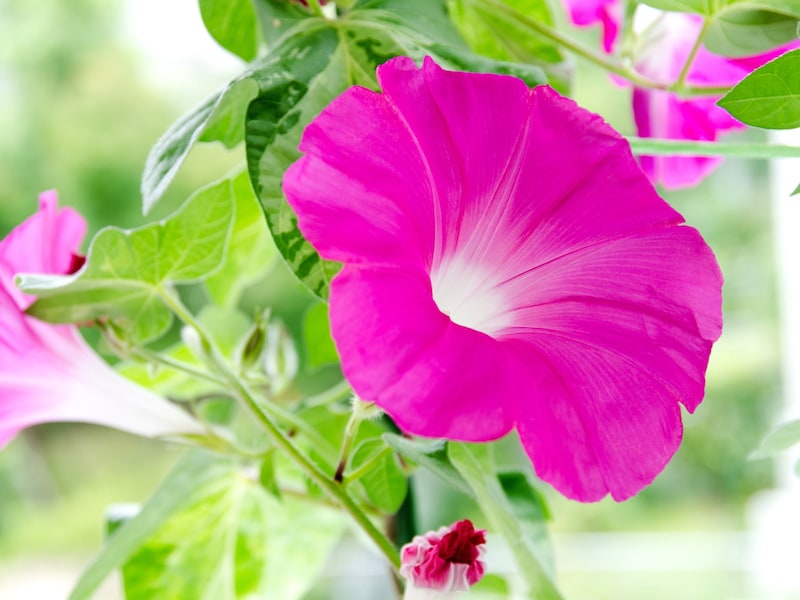 季節の花を利用して昔ながらの遊びを楽しんで（画像出典：PIXTA）