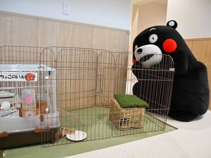 ちょこちゃんはおひるね中？＝6月12日、東京都文京区