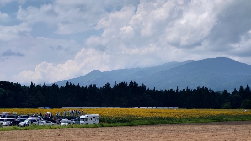 津南ひまわり広場（1）